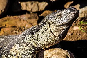 Oudtshoorn: Monitor lizard (Varanus), Cango Wildlife Ranch