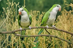 Myiopsitta: Monk Parakeet