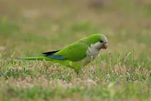 Monk: Monk Parakeet