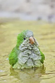 Parakeet: Monk parakeet (Myiopsitta monachus), monk parakeet in Italy
