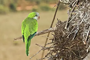 Monk: Monk Parakeet near nest
