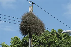 Invader: Monk Parakeet Nest