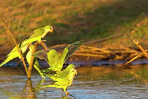 Myiopsitta: Monk Parakeet / Quaker Parrot