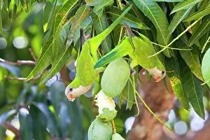 Myiopsitta: Monk Parakeet / Quaker Parrot