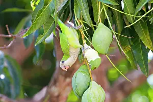 Myiopsitta: Monk Parakeet / Quaker Parrot