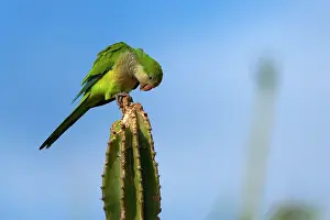 Myiopsitta: Monk Parakeet / Quaker Parrot - adult feeding on a cactus