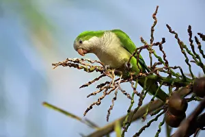 Myiopsitta: Monk Parakeet / Quaker Parrot - adult sitting high