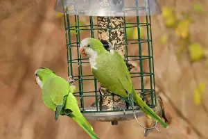 Myiopsitta: Monk Parakeet / Quaker Parrot - at bird feeder