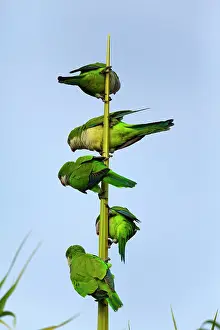 Myiopsitta: Monk Parakeet / Quaker Parrot - a group of 5 adults