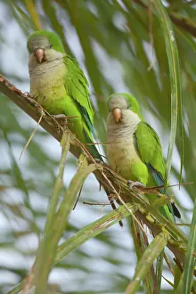 Myiopsitta: Monk Parakeet / Quaker Parrot - a pair of adults