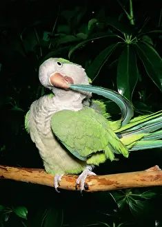 Myiopsitta: Monk Parakeet / Quaker Parrot - preening