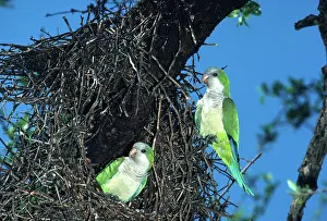 Colonial: Monk Parakeets at Nest