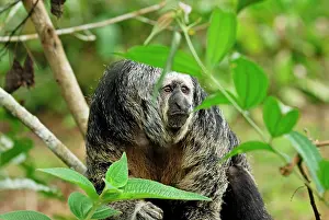 Saki: Monk Saki