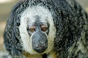 Saki: Monk Saki