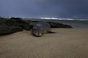 Schauinslandi: Monk seal laying on beach - Monk seal laying on