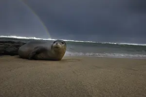 Rainbows: Monk seal laying on beach - Monk seal laying on