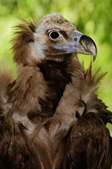 Aegypius: Monk Vulture (Aegypius monachus)