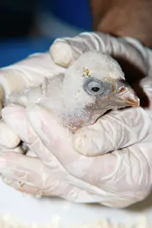 Aegypius: Monk Vulture (Aegypius monachus), chick at the zoo