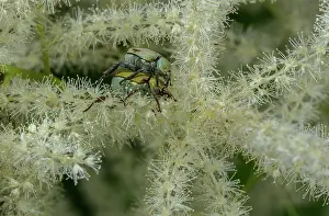 Bucks: Monkey Beetle, Hoplia argentea (a species of sca