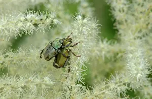 Bucks: Monkey Beetle, Hoplia argentea (a species of sca