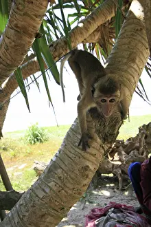 Peebles: Monkey, Bentota Beach, Sri Lanka