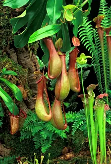 Pitcher: Monkey Cup / Pitcher Plant