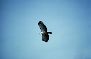 Alan Greensmith: Monkey Eating / Monkey-eating / Philippine EAGLE - in flight