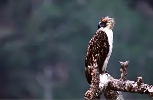 Philippine: MONKEY-EATING / PHILIPPINE EAGLE - perched on branch