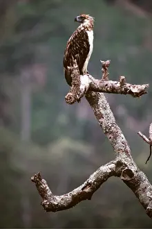 Philippine: MONKEY-EATING / PHILIPPINE EAGLE - perched on branch