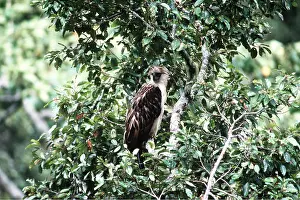 Philippine: MONKEY-EATING / PHILIPPINE EAGLE - perched in tree