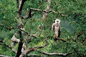 Pithecophaga: Monkey-eating / Philippine Eagle - in tree