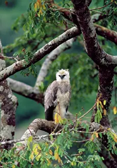 Pithecophaga: Monkey-eating / Philippine Eagle - in tree