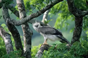 Pithecophaga: Monkey-eating / Philippine Eagle - in tree
