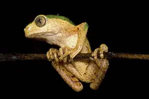 Treefrogs: Monkey Frog