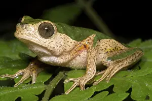 Treefrogs: Monkey Frog