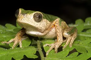 Treefrogs: Monkey Frog