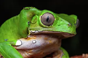 Phyllomedusidae: Monkey Frog (Phyllomedusa bicolor) portrait, Montagne