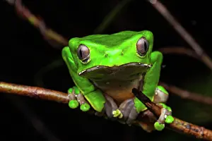 Amazonian: Monkey Frog (Phyllomedusa bicolor) portrait, Petit