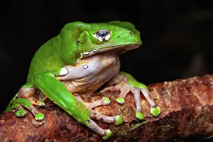 Sleepiness: Monkey Frog (Phyllomedusa bicolor) at rest, Montagne