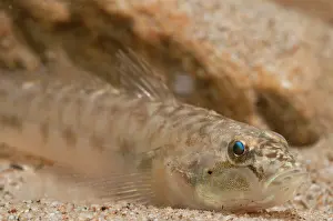 Fluviatilis: Monkey Goby