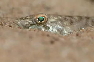 Fluviatilis: Monkey Goby