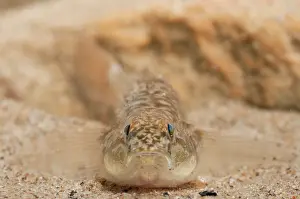 Alien: Monkey Goby