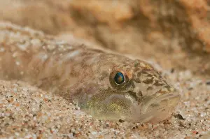 Alien: Monkey Goby