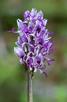Simia: Monkey Orchid