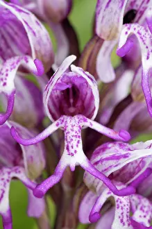 Simia: Monkey Orchid - close-up