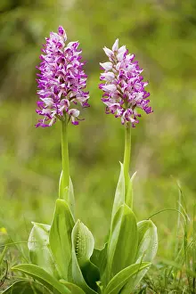 Simia: Monkey Orchid - in flower. Very rare in UK