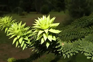 Araucaria: Monkey Puzzle - rosette of young leaves on end of branch