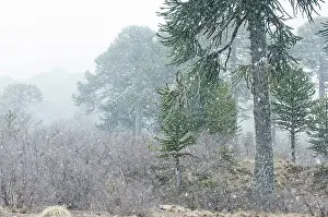 Lanin: Monkey Puzzle Tree