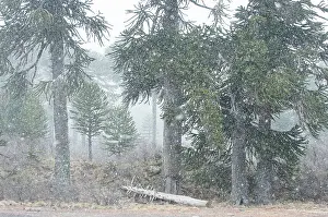 Lanin: Monkey Puzzle Tree