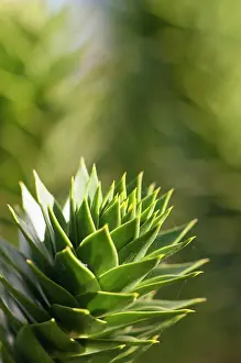 Araucaria: Monkey puzzle tree, Araucaria araucana, The tip